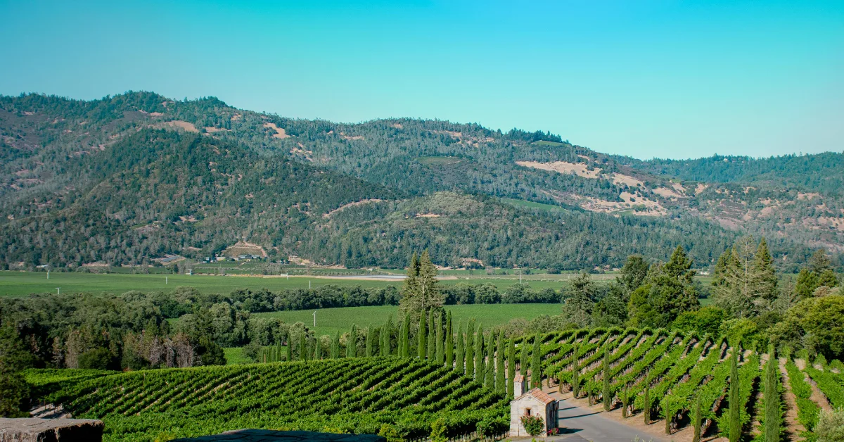 Scenic Vineyard in California's Napa Valley